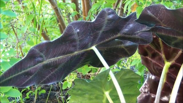 Алоказия Амазоника Полли купить смотреть онлайн