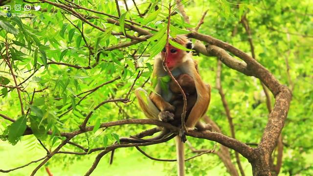 Amazon 8K - Amazon Rainforest Animal Life with 8K ULTRA HD resolution смотреть онлайн