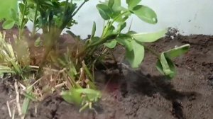 Как содержать зелëного кузнечика #2