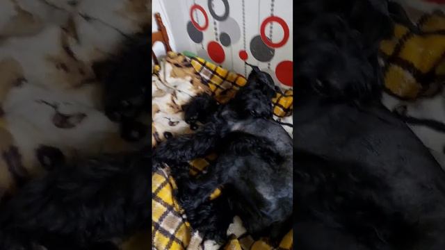 #ризеншнауцер #цвергшнауцер#наглыесобаки#собаки смотреть онлайн