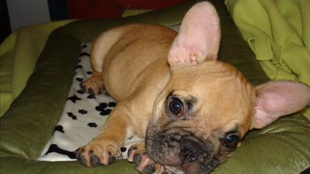 Bobo disco смотреть онлайн