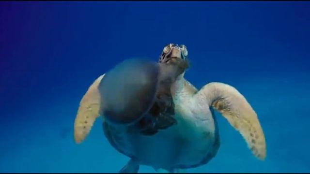 Что едят черепахи? смотреть онлайн