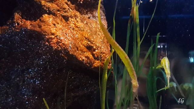 Siam Ocean World in Siam Paragon Bangkok смотреть онлайн