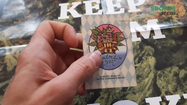 Black Widow Feminised смотреть онлайн