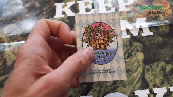 Black Widow Feminised