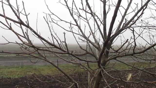 ОБРЕЗКА ГРЕЦКОГО ОРЕХА. КОРОТКО О ГЛАВНОМ смотреть онлайн