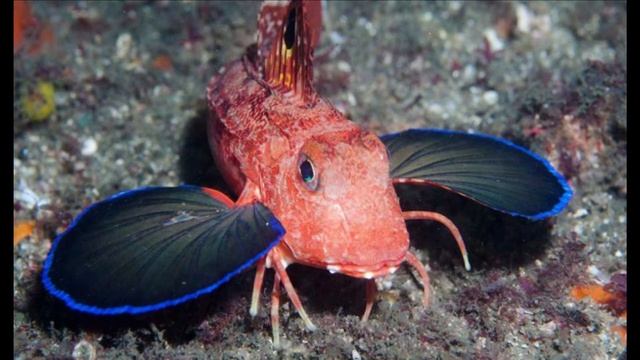 Какого цвета море? (Сахарнов), Морской петух тригла (Сахарнов) смотреть онлайн