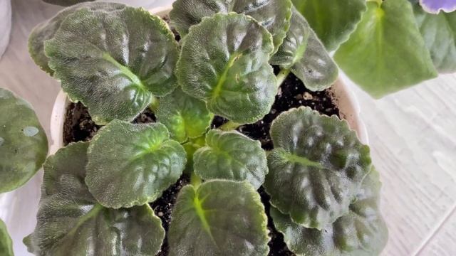 ЭКСПЕРИМЕНТ ДЕЙСТВИТЕЛЬНО КЛАССНЫЙ !!! ФИАЛКИ РАСТУТ НЕ ПО ДНЯМ,А ПО ЧАСАМ смотреть онлайн