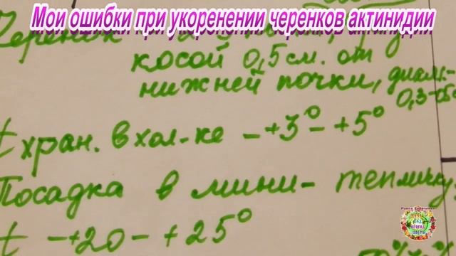 ? Мои ошибки при укоренении черенков актинидии ? смотреть онлайн