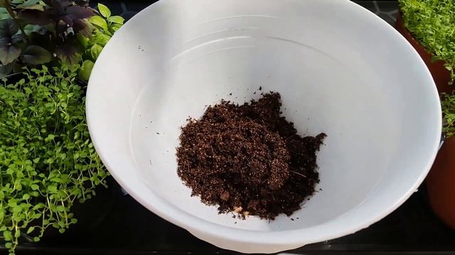 Корсиканская мята мини-минт. Высаживаем в кашпо смотреть онлайн