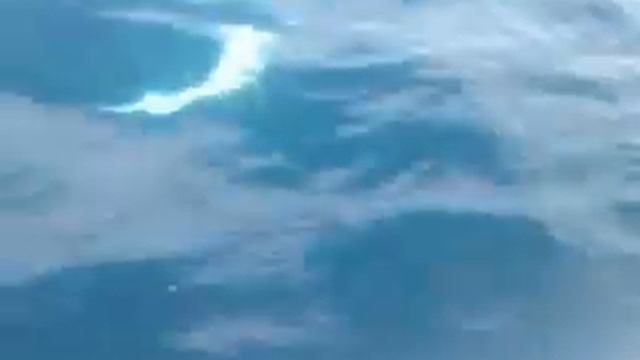 Sakhalin codfish Сахалинская треска смотреть онлайн
