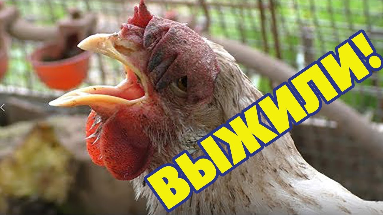 Как я лечу кур несушек когда они хрипят и кашляют смотреть онлайн