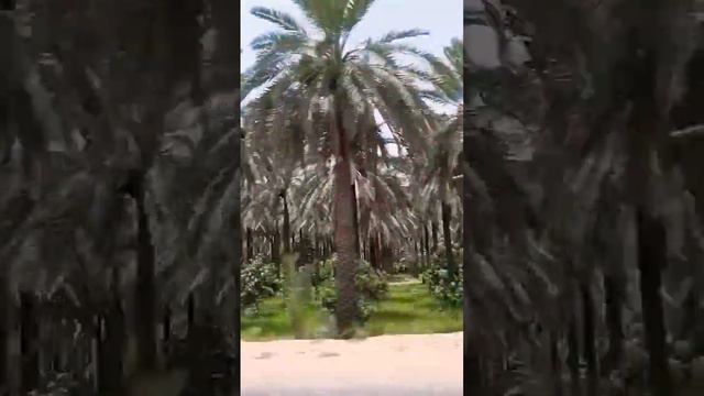 #tree #nature #love #beautiful #vlog смотреть онлайн