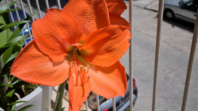 Orange Amaryllis in 8k смотреть онлайн
