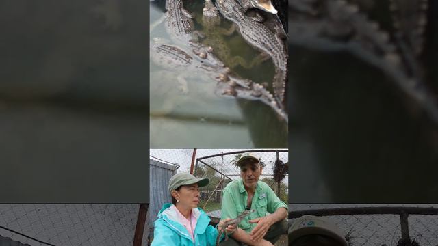 CAIMÁN GIGANTE DEL ORINOCO 🐊 en VENEZUELA 😱 смотреть онлайн