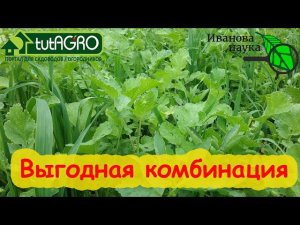 ВЫГОДНАЯ КОМБИНАЦИЯ ДЛЯ ПОЗДНЕЙ СИДЕРАЦИИ. Даже при позднем посеве будет толк.