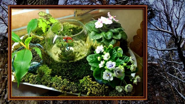 Фиалки Зимняя феерия смотреть онлайн