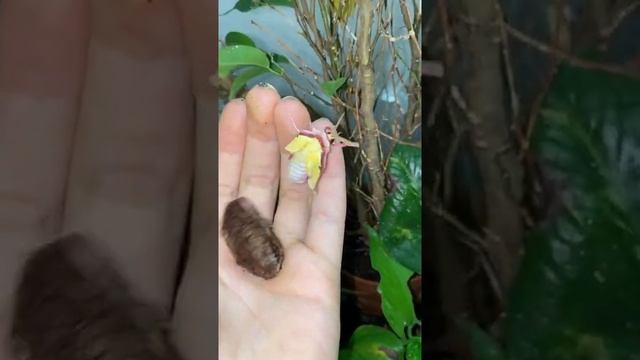 Chinese moon moth is hatching!?? ??? смотреть онлайн