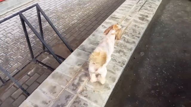 СТРИЖКА //СОБАК //ШИ-ТЦУ до и после смотреть онлайн