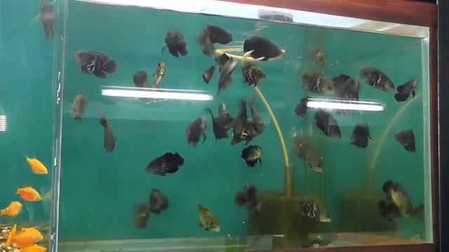 Akvariumda Baliq Boqish Sirlari.