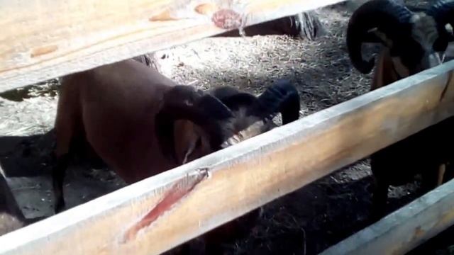 Дикие козы ( wild goats) смотреть онлайн