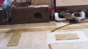 Новости канала ХОМКИ