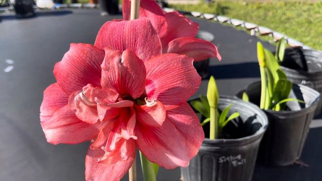 Maguires Heavenly Gift Hippeastrum/Amaryllis смотреть онлайн