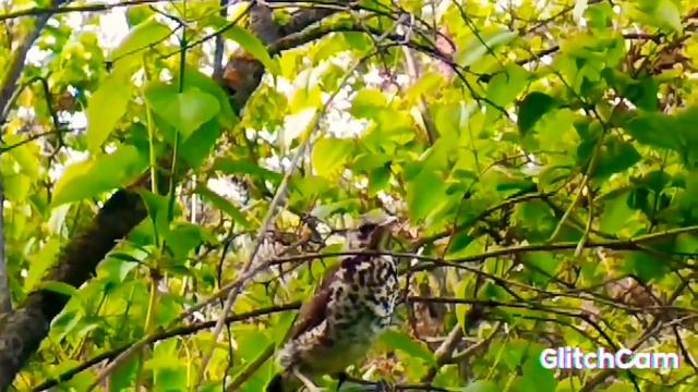 Turdus?? philomelos bird forest Певчий дрозд лесная ? птица смотреть онлайн