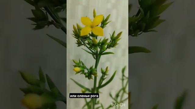 Цветение каланхоэ лациниата или оленьи рога #комиреспублика #flower #цветыдомашние #каланхоэ смотреть онлайн