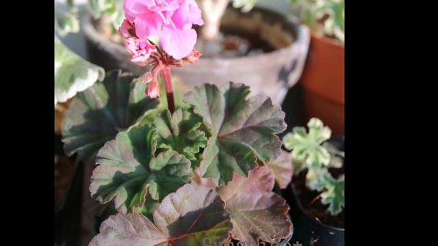 218. Francis Parrett  프랜시스 파렛 Pelargonium