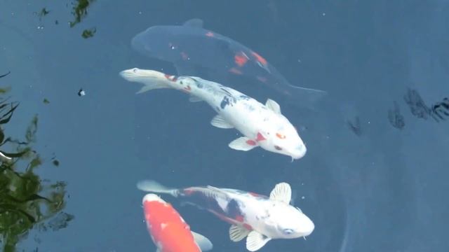 Японские карпы кои в пруду и пение птиц 1 час живой природы. Успокаивает нервную систему. Relax. смотреть онлайн