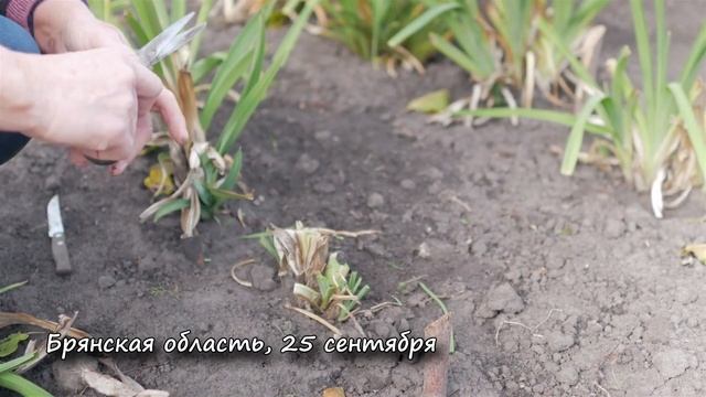 Лилейники обрезка осенью. Уход за лилейниками осенью. смотреть онлайн