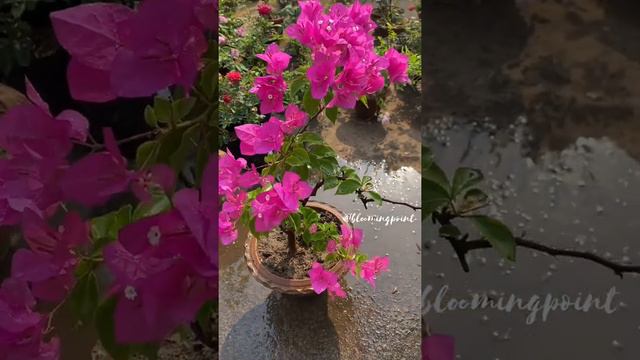Beautiful Pink Bougainvillea😊💗 | Blooming Point🌸 смотреть онлайн