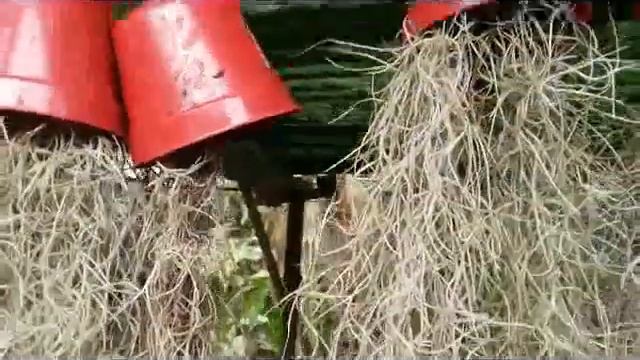 Spanish Moss (tillandsia usneoides): "OLd Man's Beard" смотреть онлайн