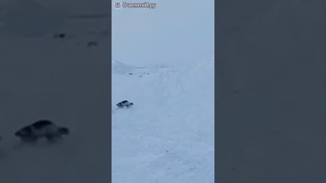 Волк защищает волчицу смотреть онлайн