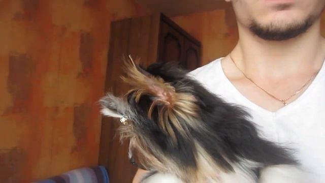 БИВЕР ЙОРК мальчик 1 смотреть онлайн