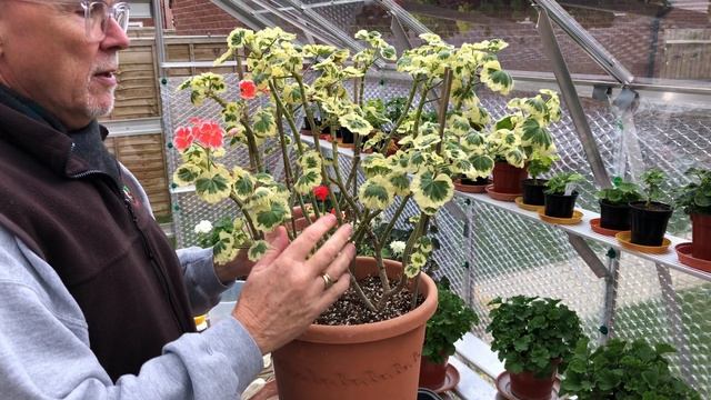 Care of Pelargoniums in the Autumn. смотреть онлайн