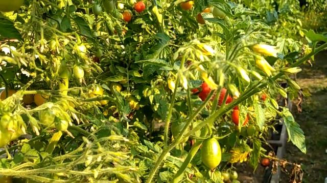 Сладкие сорта томатов. Сливовидные сорта и черри 2021 смотреть онлайн