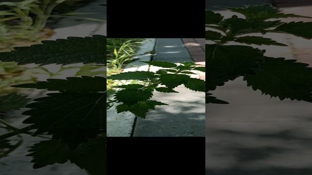 Сонник. Крапива во снах.MP4 смотреть онлайн