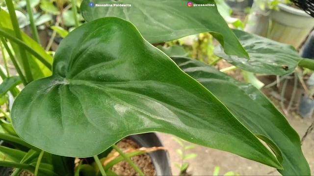 TANAMAN HIAS ALOCASIA CUCULLATA ( Alocasia Cucullata Plant Care ) смотреть онлайн