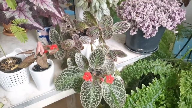 Мои не орхидеи ?. Часть 2. Папоротники, Мимоза стыдливая, эписции, Эпипремнум, хойя и др. смотреть онлайн