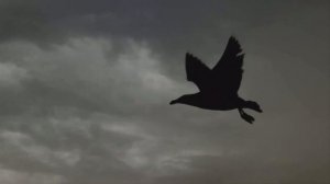 Футаж - Полет ворона