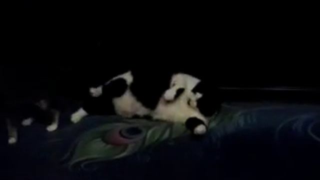 кошка делает массаж коту смотреть онлайн