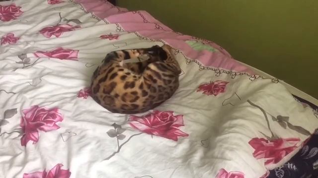 Поездка на дачу . ( Не забудь подписаться на канал) смотреть онлайн