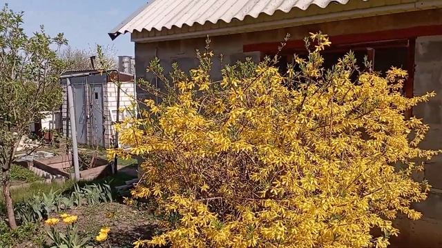 Посадка картофеля в бедную почву. смотреть онлайн