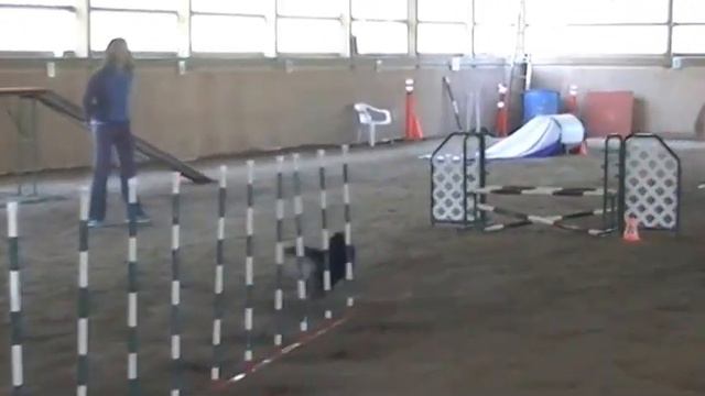 Shayla Dog Agility in Masters Standard 3 at Kee Gigg AAC Trial on May 18 2015 смотреть онлайн