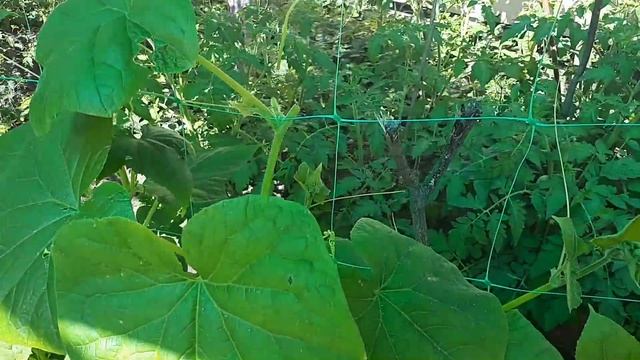 НА ОГУРЦАХ сплошные пустоцветы что делать? смотреть онлайн