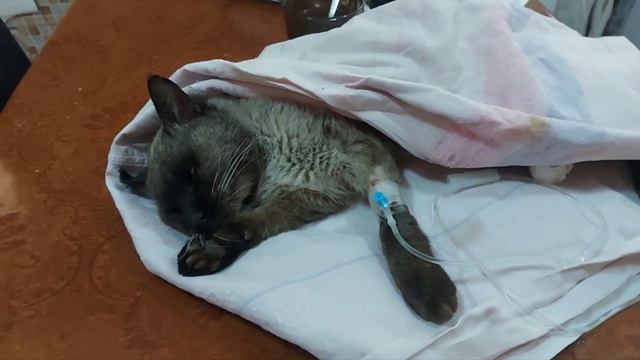 Котика подрали коты. #косойкин, не справился... #dogsshelter #animalshelter смотреть онлайн