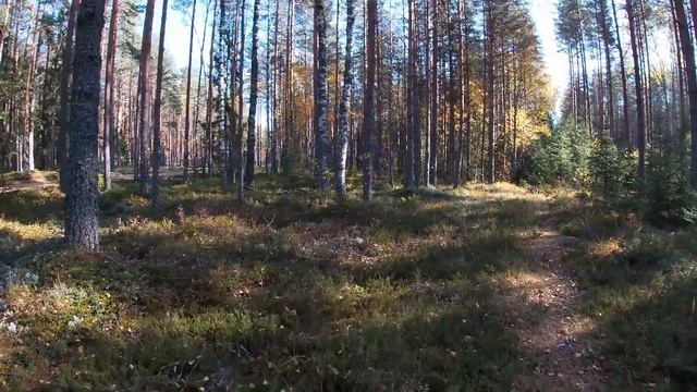 Последние грибы смотреть онлайн