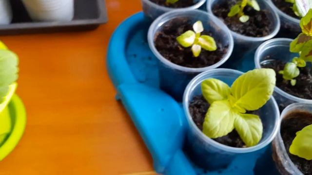 Такие разные КОЛЕУСЫ. Выращивание и уход. смотреть онлайн